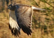 Gliding