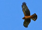 Harrier