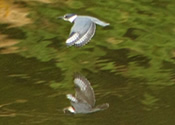Kingfisher