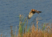 Northern Harrier