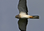 Red Tailed Hawk