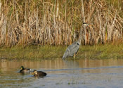The Fishing Hole