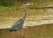 Walking Tall