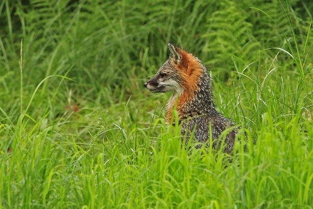 2011 Gray Fox