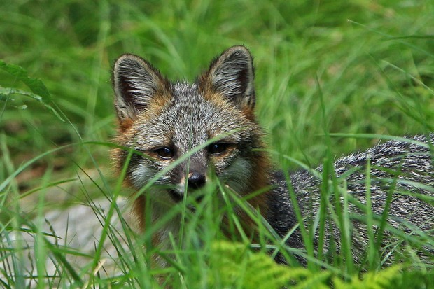 2011 Gray Fox