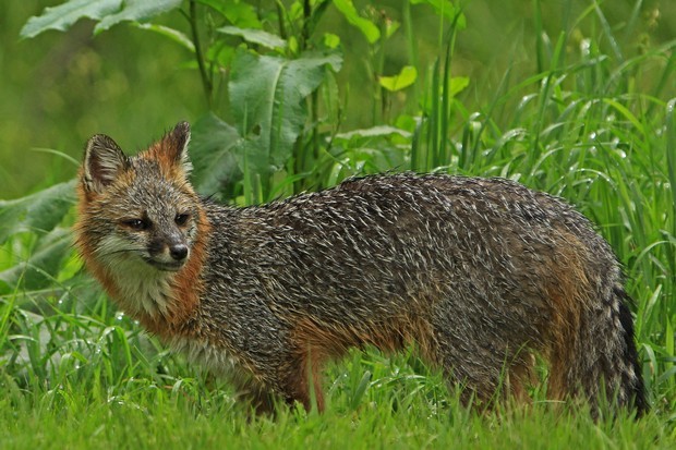 2011 Gray Fox