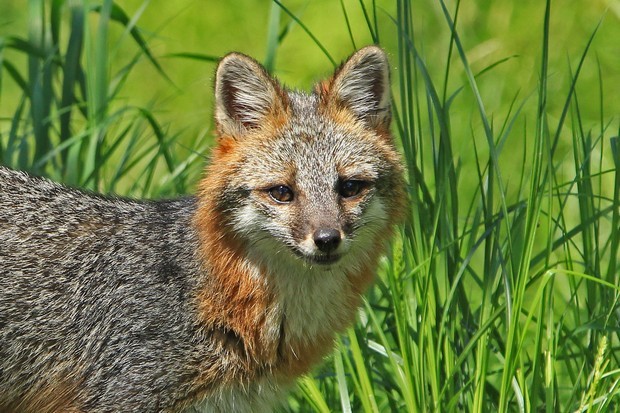 2011 Gray Fox