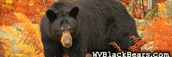 WVBlackBears.com