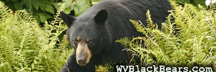 WVBlackBears.com