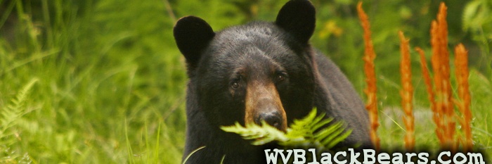 WVBlackBears.com