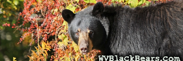 WVBlackBears.com