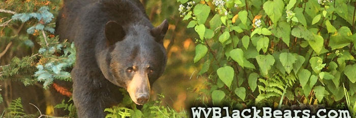 WVBlackBears.com