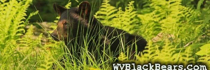 WVBlackBears.com