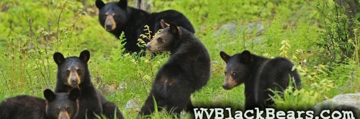 WVBlackBears.com