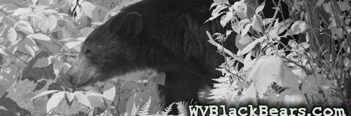 WVBlackBears.com