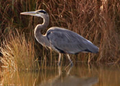 Heron