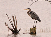 Heron