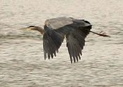 Heron