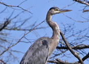 Heron