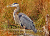 Heron