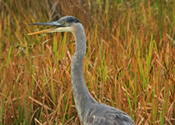 Heron