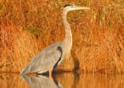 Heron