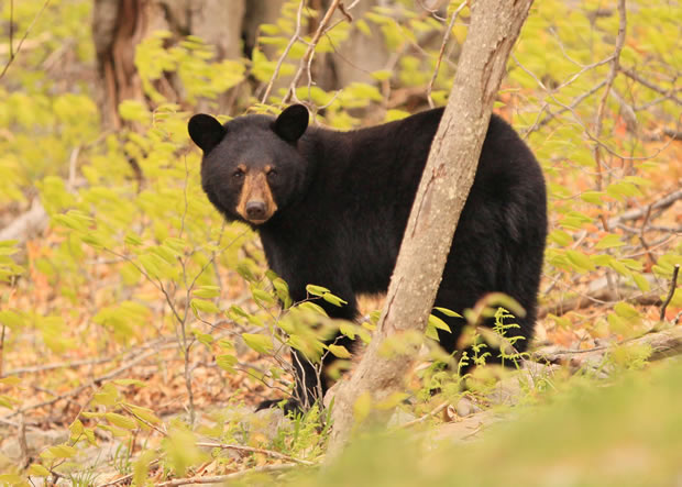 2010 black bear