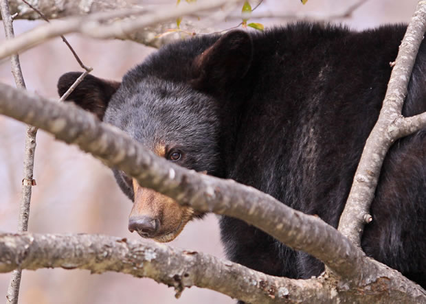 2010 black bear