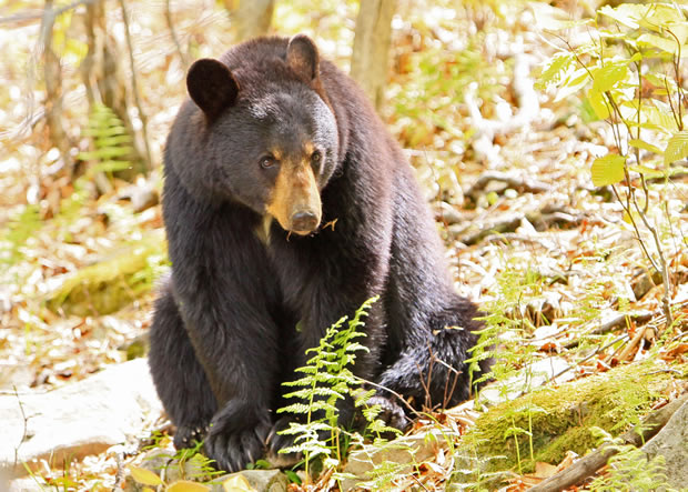 2010 black bear