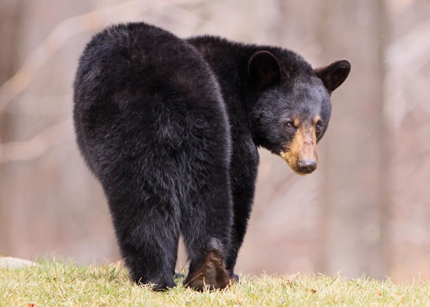 2010 black bear