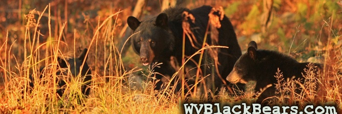 WVBlackBears.com