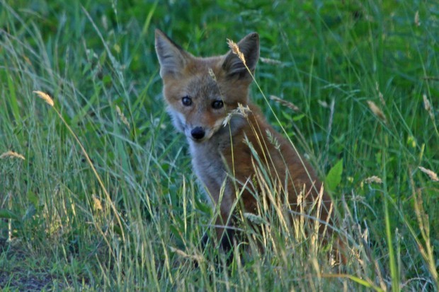 2011 Red Fox