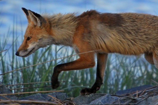 2011 Red Fox