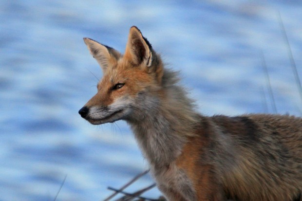 2011 Red Fox