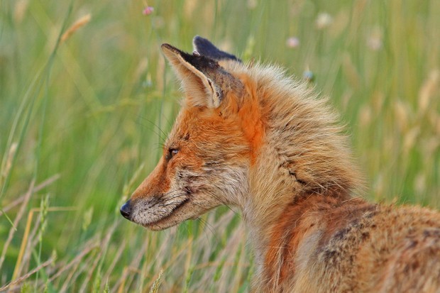 2011 Red Fox