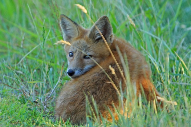 2011 Red Fox