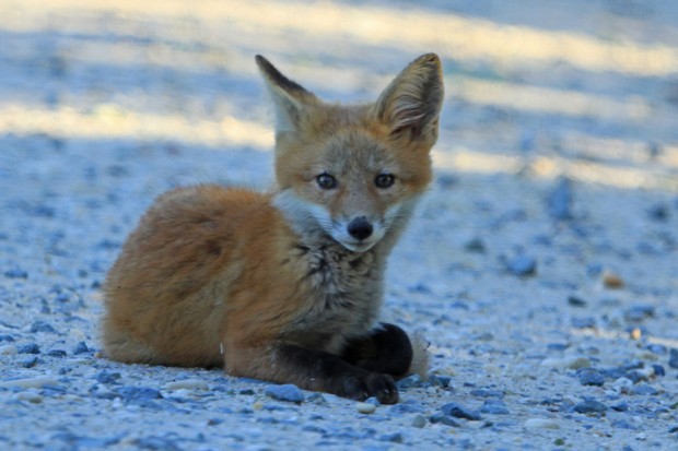 2011 Red Fox