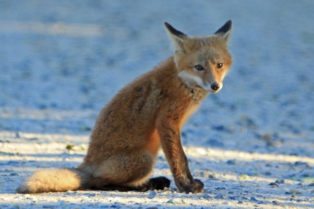 2011 Red Fox