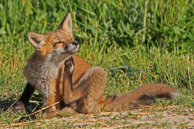 2011 Red Fox