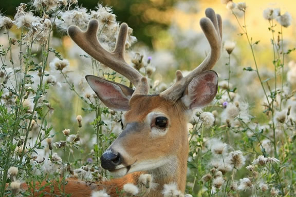 Velvet rack