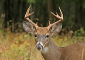 Big buck