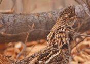 Grouse - Red Morph