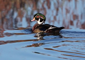 Male duck