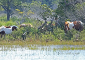 Assateague Island Ponies