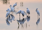 Egret bedtime