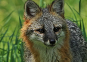 Gray Fox