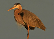 Heron at sunset