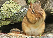 Mountain chipmunk