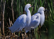 Snowy Egrets